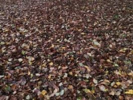 optična-iluzija-pes