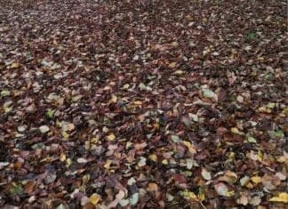 Optična iluzija: Vaš vid je popoln, če vidite psa na sliki v 10 sekundah optična-iluzija-pes