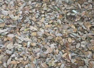 Optična iluzija: Jo vidite? Samo deset odstotkov ljudi ni obupalo