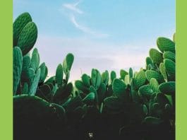 optična-iluzija-skrita-mačka-med-drevesi