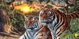 optična iluzija tiger
