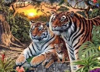 Optična iluzija: 4 tigre vidimo vsi, kaj pa preostalih 12? Jih najdete na sliki? optična iluzija tiger
