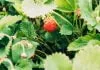 jagode