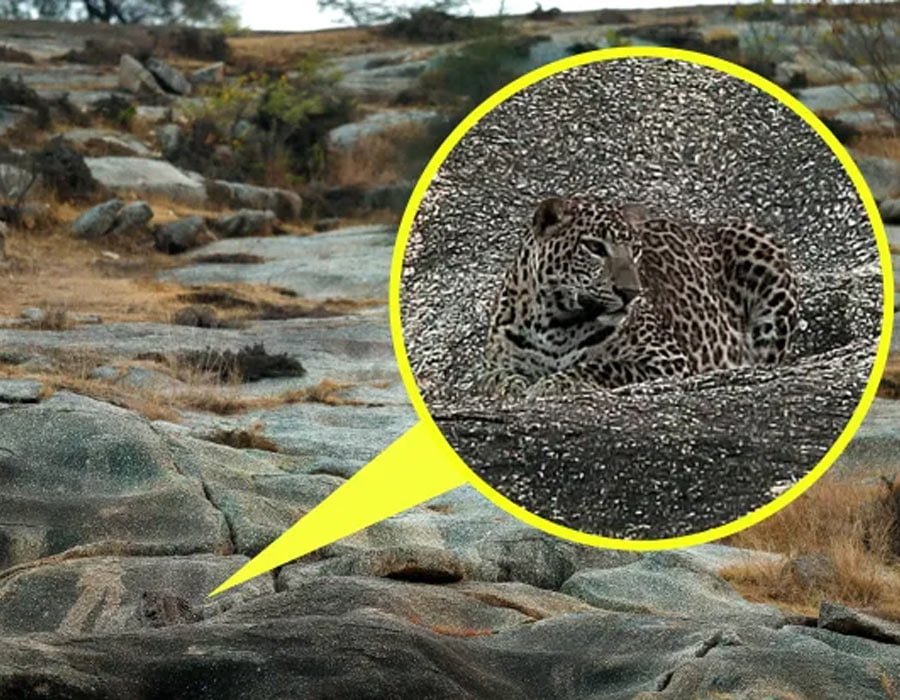 Optična iluzija: Imate dovolj dober vid, da opazite leoparda na sliki?