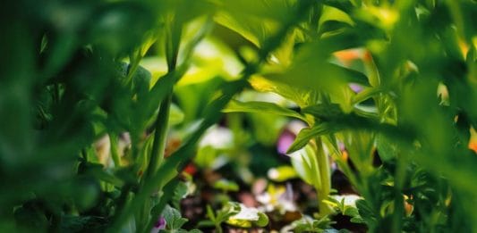 luknja-kače-ali-miši