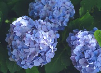 modra-hortenzija
