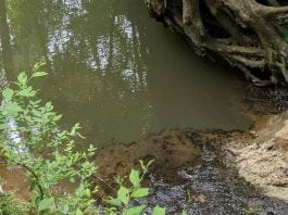 optična-iluzija-kača