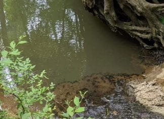 Optična iluzija: Lahko najdete kačo v samo 20 sekundah? optična-iluzija-kača