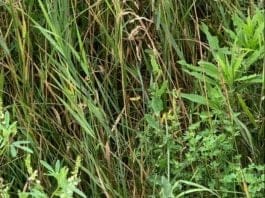 optična-iluzija-kobilica