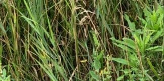 optična-iluzija-kobilica