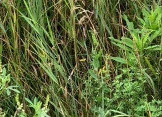 Optična iluzija: Če kobilico najdete v 10 sekundah, imate visok IQ optična-iluzija-kobilica