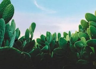 Optična iluzija: Imate visok IQ, če v 10 sekundah najdete mačka na sliki optična-iluzija