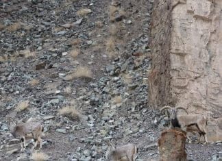 Optična iluzija: Če imate dober vid, boste divjo mačko opazili v trenutku optična-iluzija