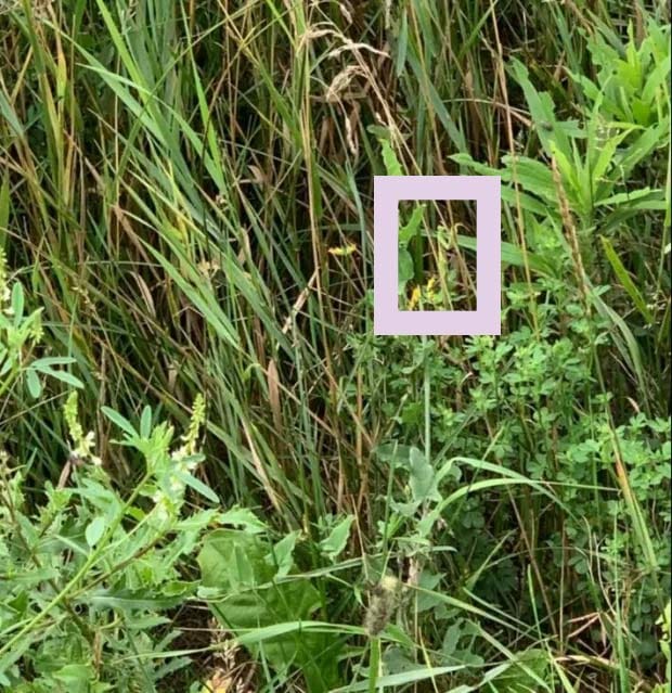 Optična iluzija: Če kobilico najdete v 10 sekundah, imate visok IQ