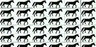 optična-iluzija-konj