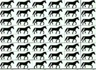 optična-iluzija-konj