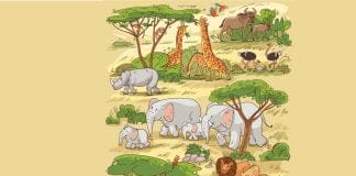 optična-iluzija-želva