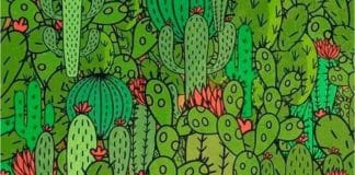 optična-iluzija-kaktusi