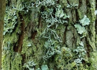 Optična iluzija: Lahkotna uganka za vroč dan optična-iluzija