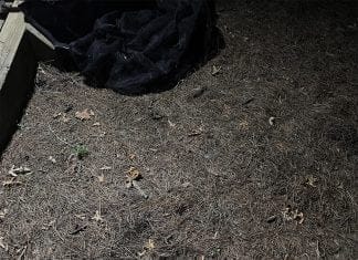 Optična iluzija: Če imate visok IQ, boste hitro našli žabo na sliki optična-iluzija