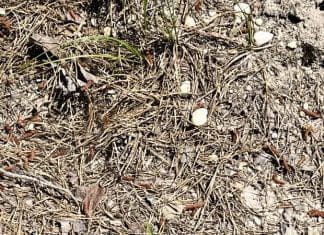 Optična iluzija: Vaš vid je izjemen, če boste našli bitje na fotografiji optična-iluzija