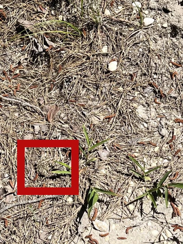 Optična iluzija: Vaš vid je izjemen, če boste našli bitje na fotografiji