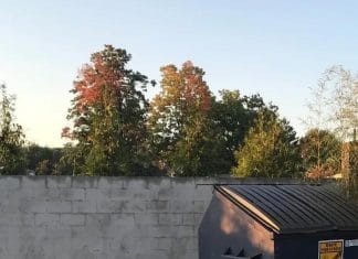 Optična iluzija: Imate odličen vid, če na sliki vidite jelena optična-iluzija