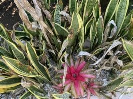 optična-iluzija-skrita-mačka