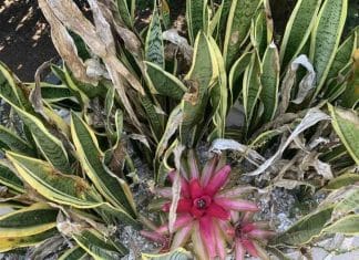 optična-iluzija-skrita-mačka