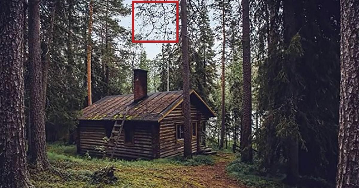 Optična iluzija: Imate 20 sekund, da najdete skritega medveda