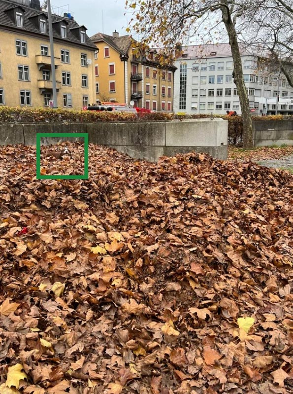 Optična iluzija: Lahko najdete psa v tej prečudoviti jesenski idili v 10 sekundah?