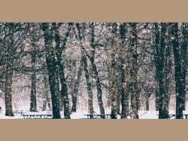 optična-iluzija