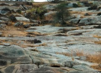 Optična iluzija: Vaš vid je izjemen, če opazite leoparda na sliki v nekaj sekundah optična-iluzija