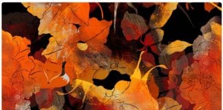 optična-iluzija-lisica