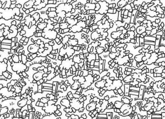 Optična iluzija: Med čredo ovac se skriva tudi pišče, najdite ga v 12 sekundah optična-iluzija