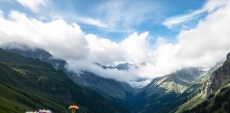 optična-iluzija-čebela