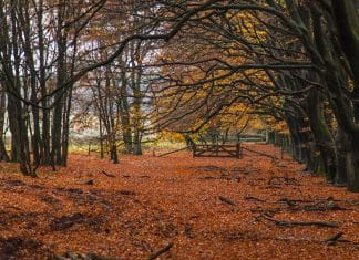 Optična iluzija: Če je vaš IQ visok, boste na sliki našli skrit predmet v 10 sekundah optična-iluzija