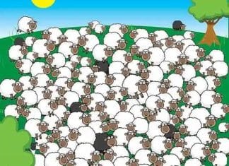 Optična iluzija: Imate neverjeten vid, če opazite psa med čredo v 10 sekundah optična-iluzija