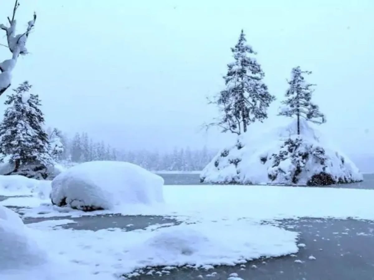 Optična iluzija: Polarnega medveda na sliki lahko opazijo le tisti z odličnim vidom