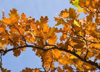 Optična iluzija: Ljudje z visokim IQ, bodo ključ našli v 10 sekundah optična-iluzija