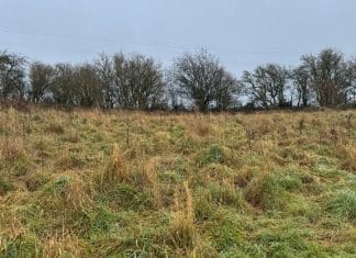 Optična iluzija: Stavimo, da ne najdete skritega psa na sliki optična-iluzija