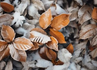 Optična iluzija: Le ljudje z izjemnim umom, najdejo veščo v 5 sekundah optična-iluzija