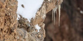 optična-iluzija-leopard