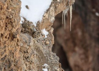 optična-iluzija-leopard