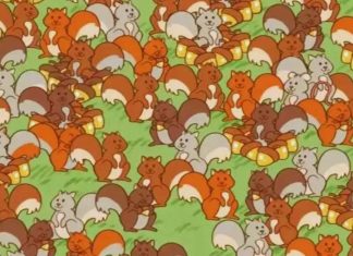 Optična iluzija: Vam uspe najti miško med samimi veveričkami? optična-iluzija