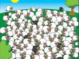 optična-iluzija-ovce