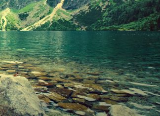 Optična iluzija: Na prizoru iz narave se skriva žaba, jo najdete? optična-iluzija