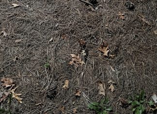 optična-iluzija-žaba