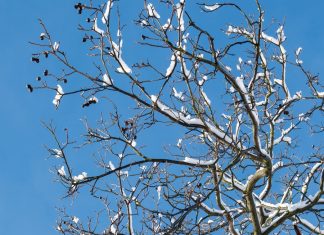 ptica-optična-iluzija