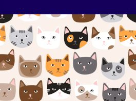 muca-s-srčkastim-noskom